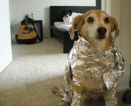 Dog in Foil Says Sorry Babe Nasa Needs Me